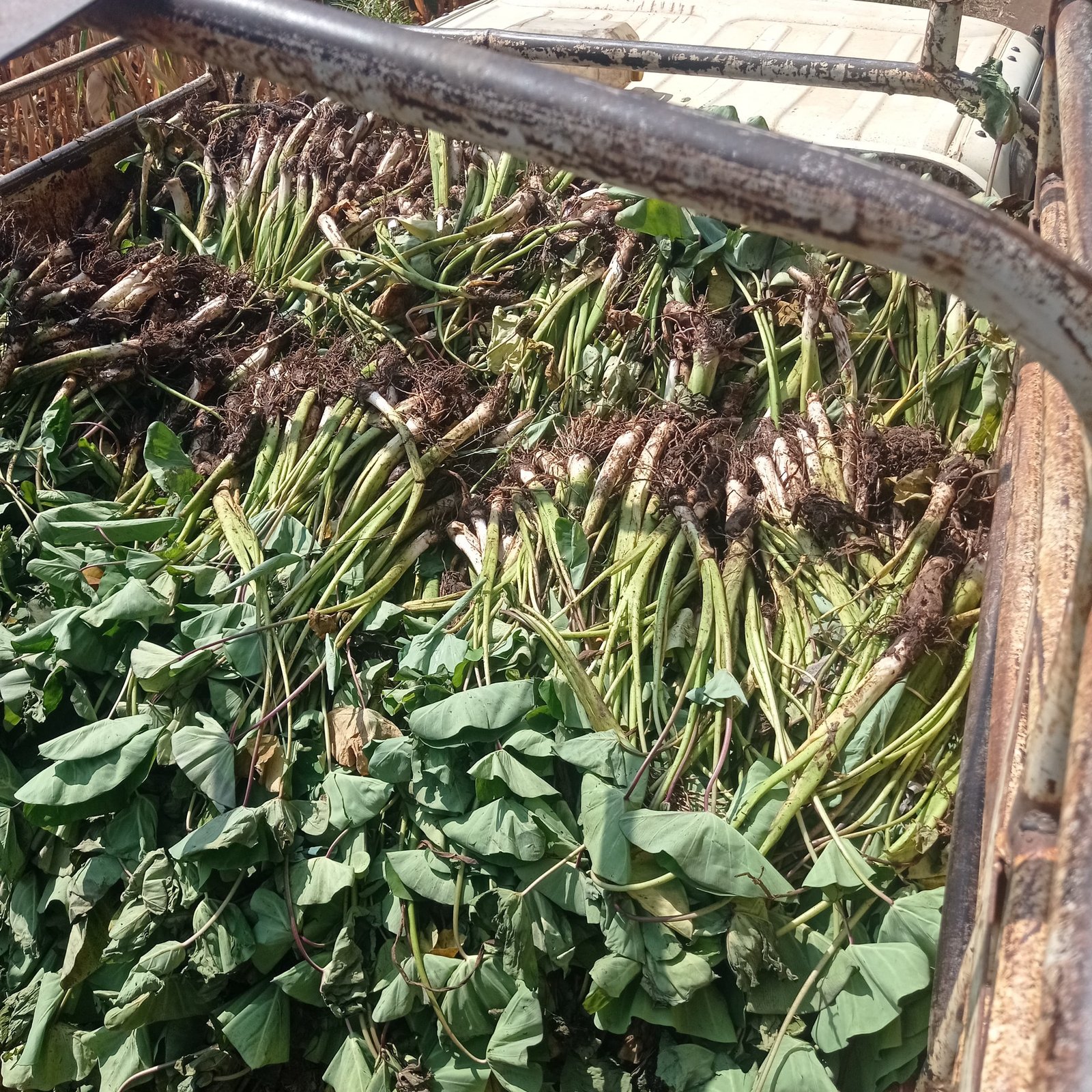Commercial load of planting suckers