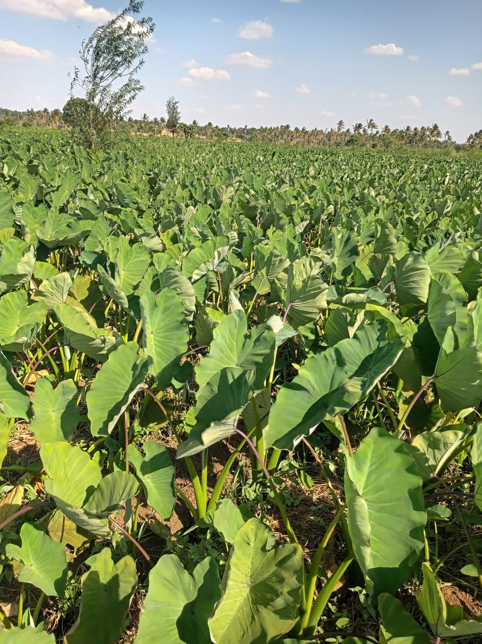 Arrowroots Farming Kenya Meru farm Dasheen nduma fields real photo