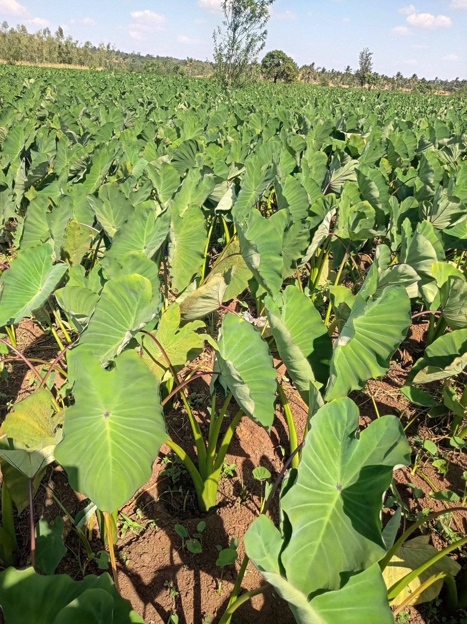 Close up healthy Dasheen plants Meru
