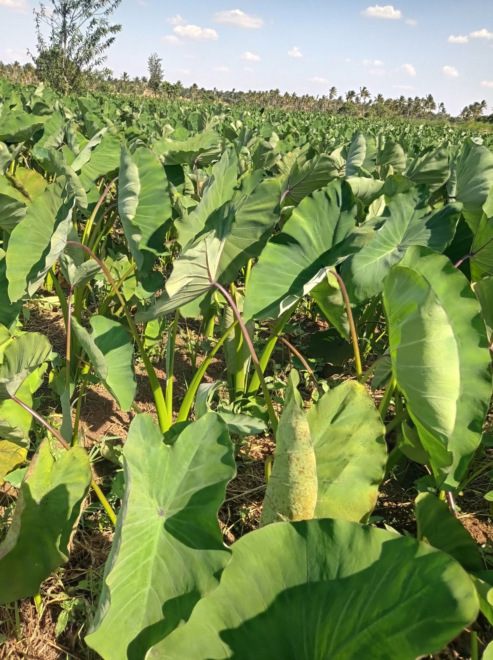 Established Dasheen field after acre planting