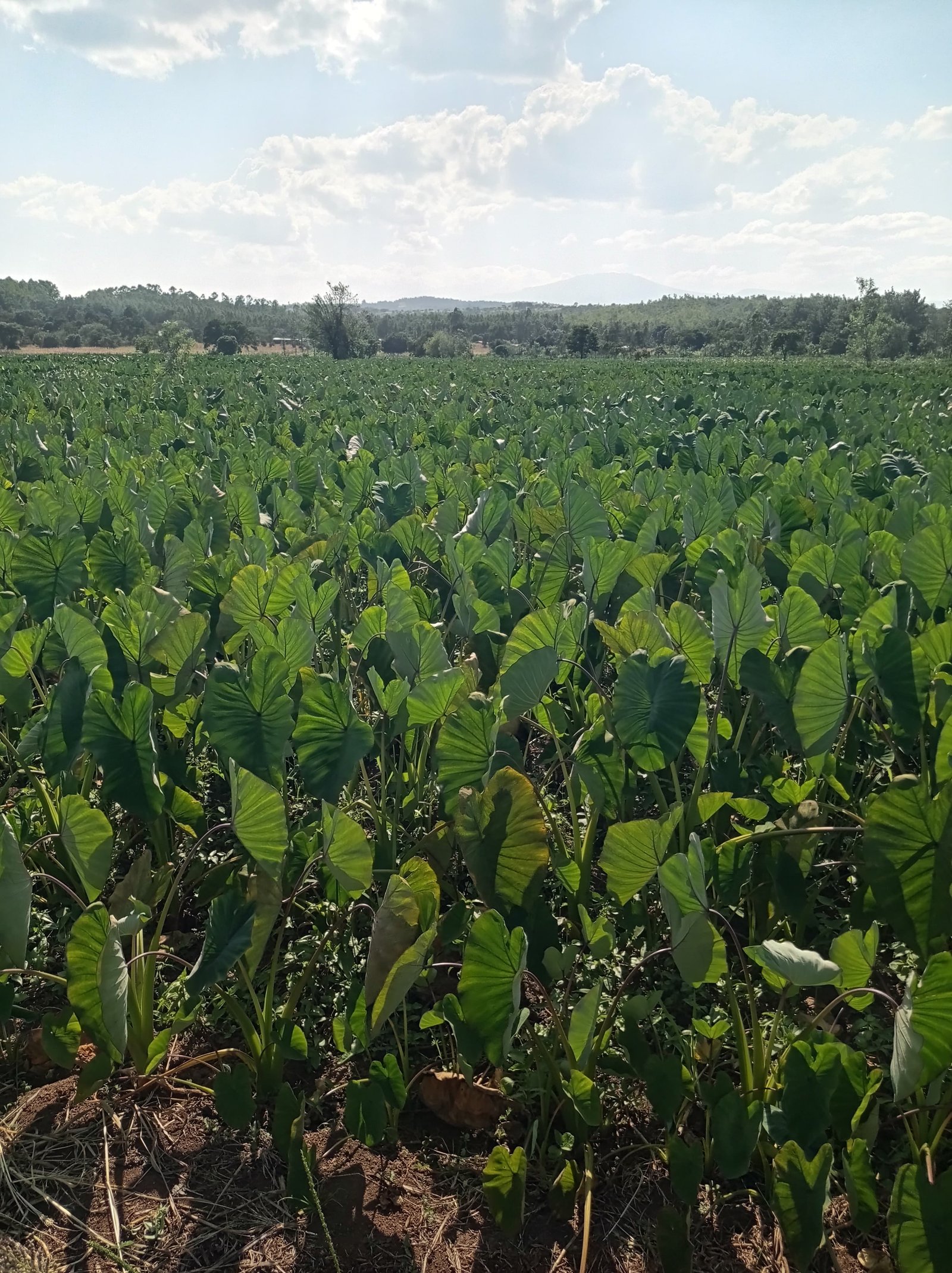Wide commercial Dasheen nduma farm under open sky