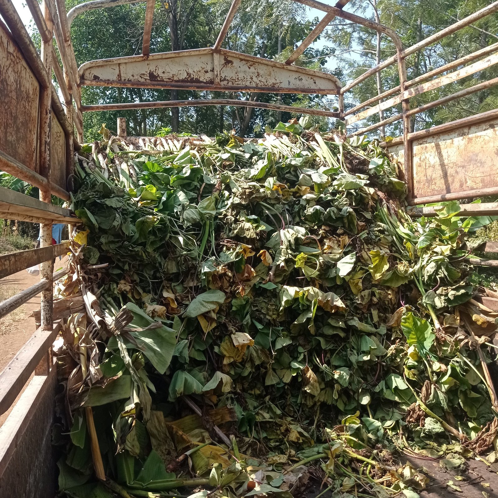 Transport of arrowroot material from farm