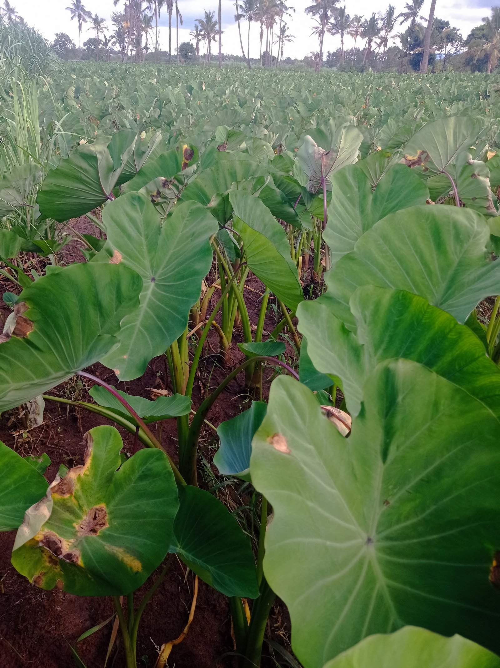 Dark green Dasheen leaves