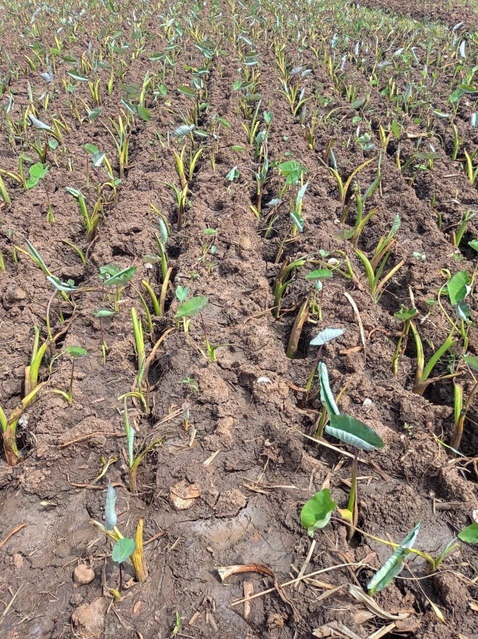 Young Dasheen crop after planting near Nairobi growers