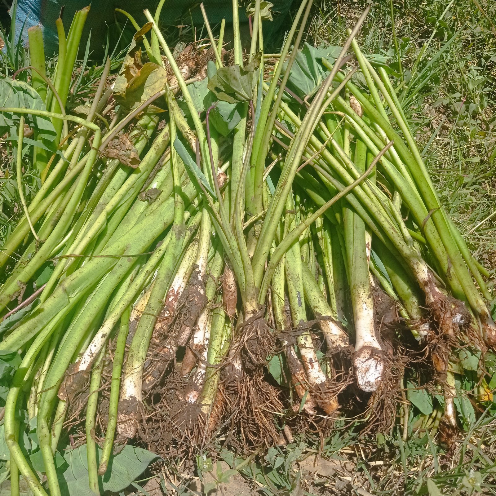 Fresh Dasheen suckers for Nairobi farmers