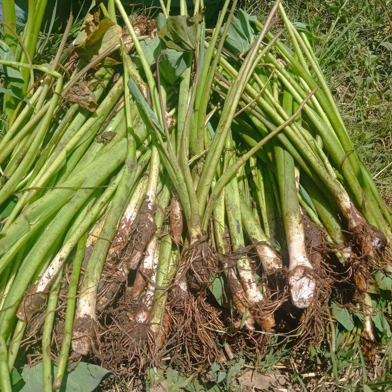 Dasheen suckers at Meru farm
