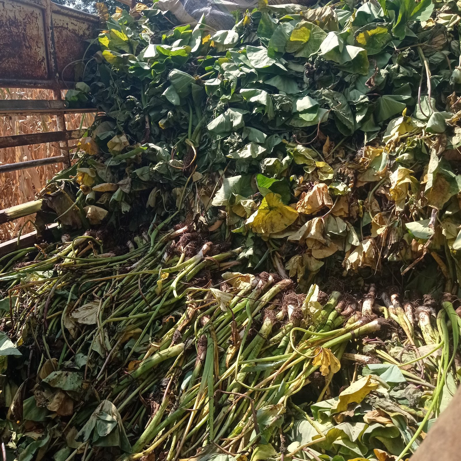 Dasheen suckers/seedlings mixed with leaves in load
